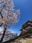 高島城と桜