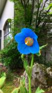 青いケシの花